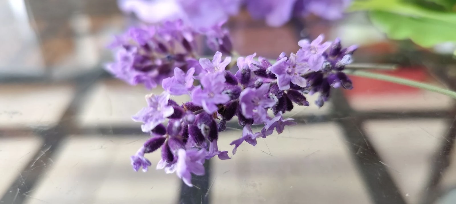 Natuurlijke Bloem Oorbellen – photo 9